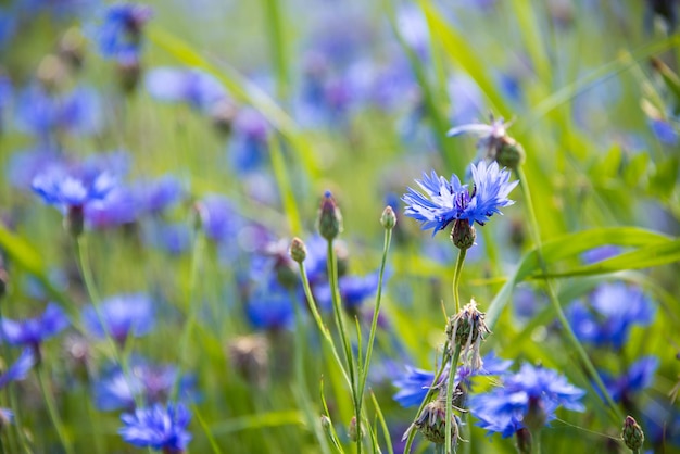 Varias flores silvestres en un hermoso campo de verano iluminado por el sol