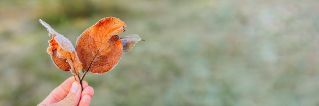 Várias folhas caídas de maçã vermelha laranja feia com cristais de geada fria branca na mão de uma mulher contra o fundo da grama verde borrada no jardim em uma manhã gelada de outono. bandeira