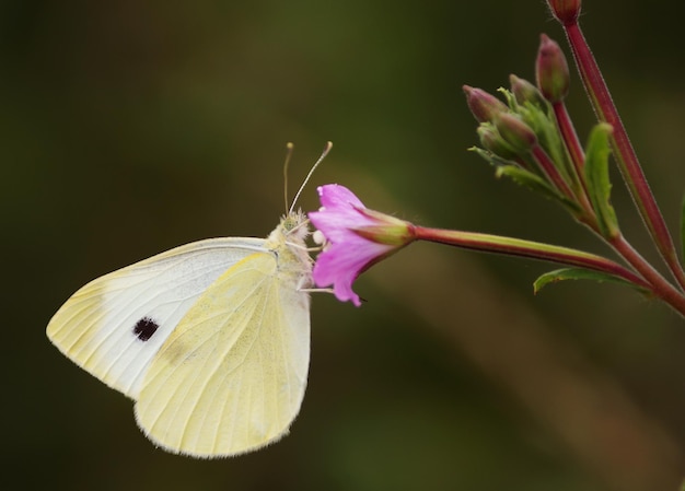 Varias formas y colores de mariposas al aire libre - concepto de fotografía animal