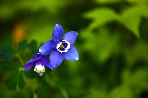 Foto várias fotos de flores tiradas no hantaek botanical garden em um dia de primavera na coreia do sul