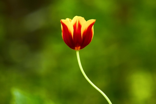 Foto varias fotos de flores tomadas en el jardín botánico hantaek en un día de primavera en corea del sur