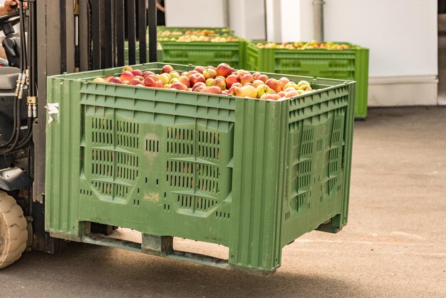 Varias frutas en cesta en caja