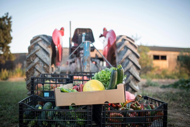 Foto várias frutas em cestas no campo contra o céu