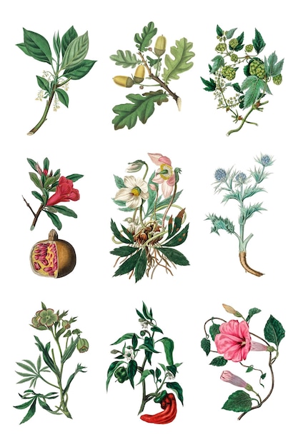 Varias frutas y flores de colores png pack vintage