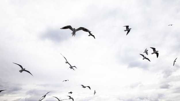 Várias gaivotas voando com céu cinza e nublado