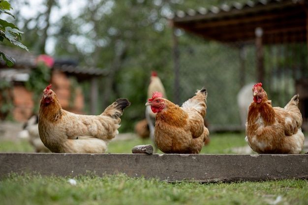 Varias gallinas en el campo