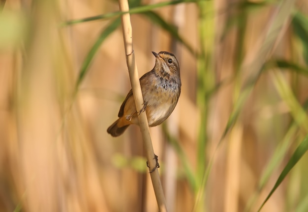 Varias gargantas azules (Luscinia svecica) en plumaje de invierno se disparan en primer plano sobre juncos, piedras y en la orilla de un estanque contra un hermoso fondo borroso