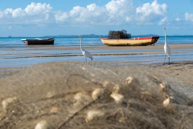 Varias garzas blancas en el borde de una playa