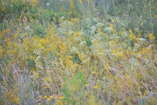 Varias hierbas y flores en flor en un campo, un filtro