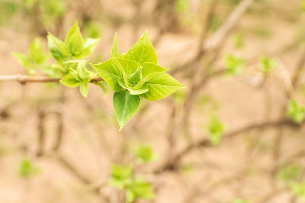 varias hojas jóvenes acaban de crecer en una rama de árbol, en un fondo borroso de la naturaleza