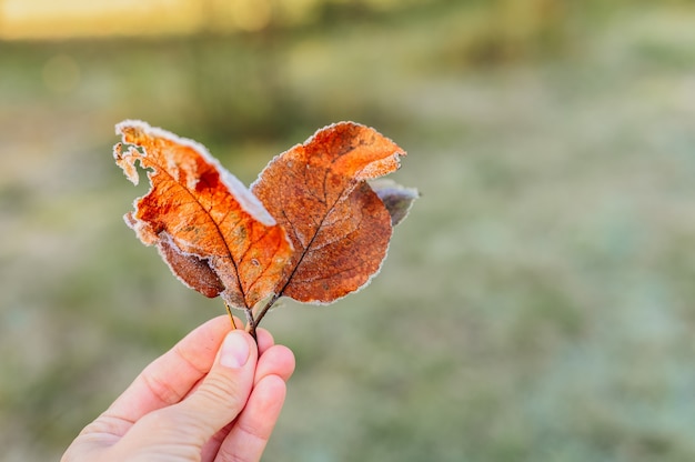 Varias hojas de manzana roja anaranjada caída fea con cristales blancos de escarcha fría en la mano de una mujer contra el fondo de la hierba verde borrosa en el jardín en una helada mañana de otoño temprano