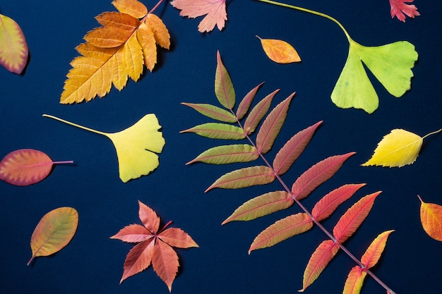 Varias hojas de otoño coloridas sobre un fondo negro oscuro. Fondo y textura estacionales. Vista superior