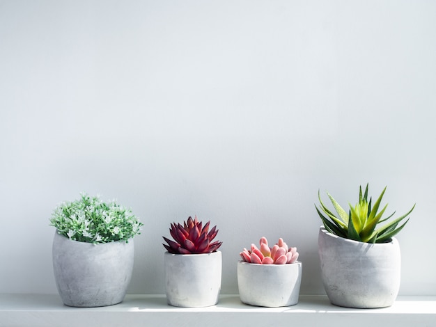 Varias macetas de hormigón. Jardinera de cemento geométrica moderna con flores blancas y plantas suculentas verde, rojo y rosa en madera blanca