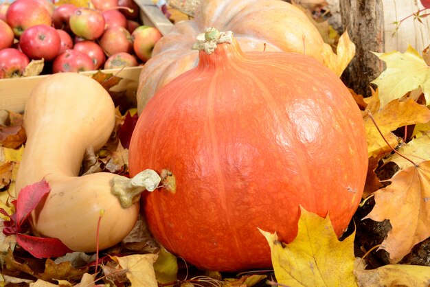 Varias manzanas y tres calabazas en hojas de otoño