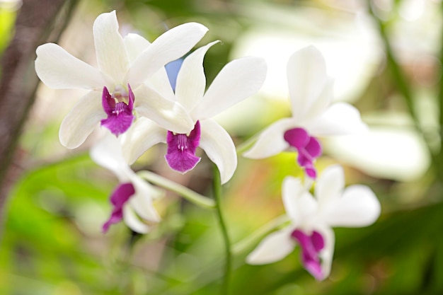 Várias orquídeas brancas e rosa em uma estufa