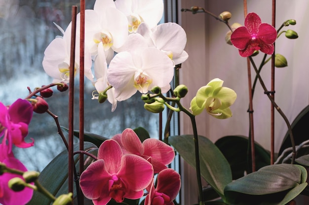 Várias orquídeas Phalaenopsis florescendo dentro de casa cultivando orquídeas mariposas como plantas domésticas cuidam no inverno