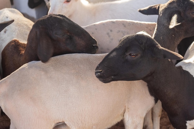 Varias ovejas dorper en un corral de exhibición