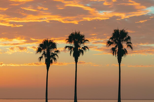 Varias palmeras sobre un fondo de brillante puesta de sol dorada