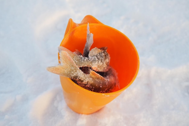 Várias pequenas garoupas congeladas em uma tigela de plástico laranja na cobertura de gelo nevado do lago Captura de poleiro na pesca de inverno Pequeno resultado da pesca Alimento para o gato Peixe pescado em um recipiente