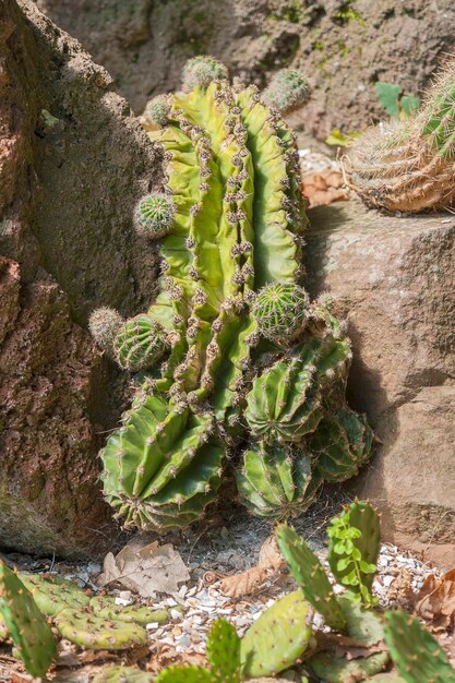 Foto varias plantas de cactus