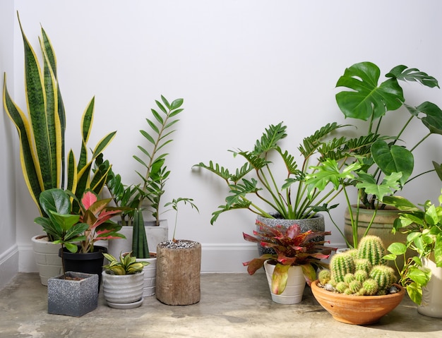 Varias plantas de la casa en un contenedor con estilo moderno en el piso de cemento en la sala blanca purificar el aire natural con la palma de Monstera philodendron, Zamioculcas zamifolia Ficus Lyrata con espacio de copia