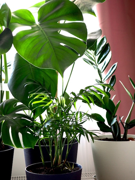 Varias plantas de la casa monstera zamiokulkas palmera de pie frente a las ventanas primer plano apartamento ...