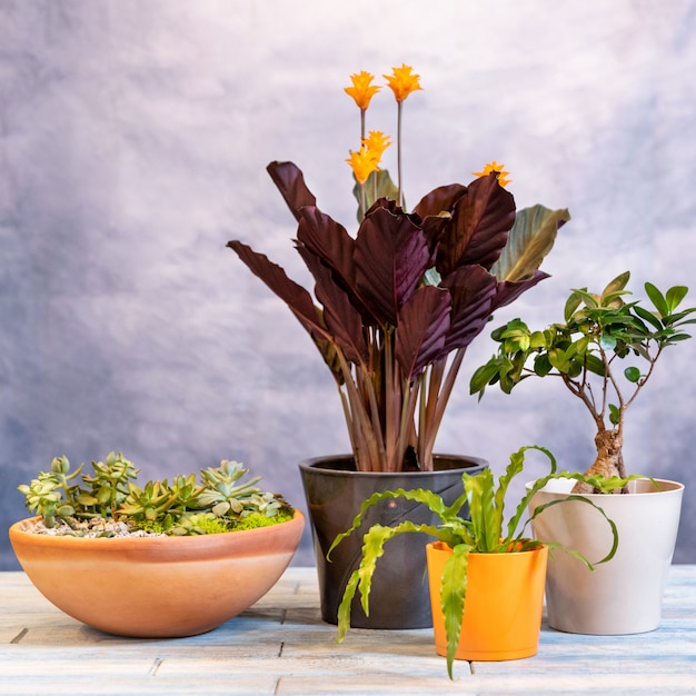 Várias plantas com calathea crocata tassmania, planta de oração e bonsai