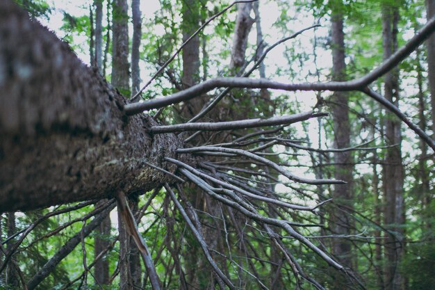 Várias plantas da floresta e da montanha