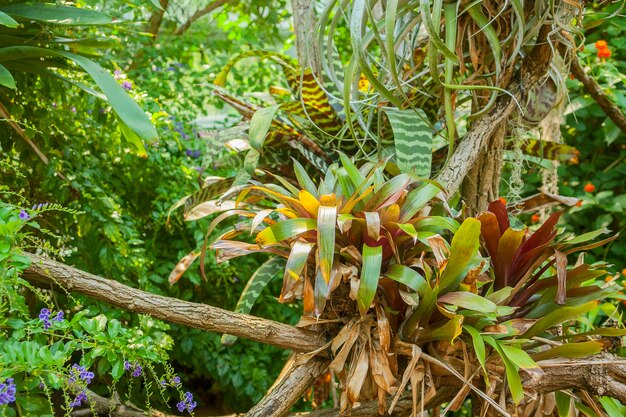 várias plantas da selva