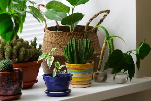 Varias plantas de interior en macetas y una cesta de bambú en el alféizar de la ventana.