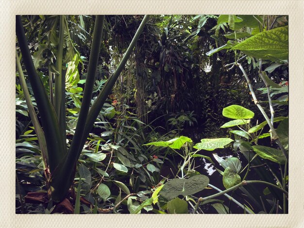 Foto varias plantas en el jardín botánico