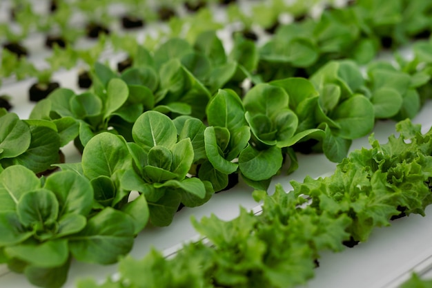 Varias plantas de lechuga en mesa hidropónica