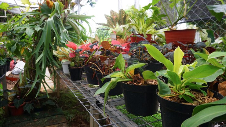 Foto varias plantas en maceta dispuestas en invernadero. concepto de amantes de las plantas. interior de plantas de casa verde