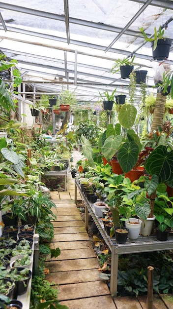 Varias plantas en maceta dispuestas en invernadero. Concepto de amantes de las plantas. Interior de plantas de casa verde.