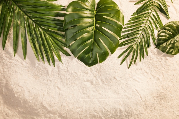 Foto várias plantas na areia