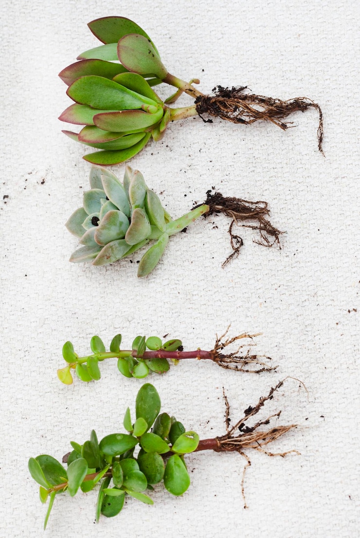 Foto várias plantas suculentas que crescem a partir de estacas com raízes num fundo claro e neutro