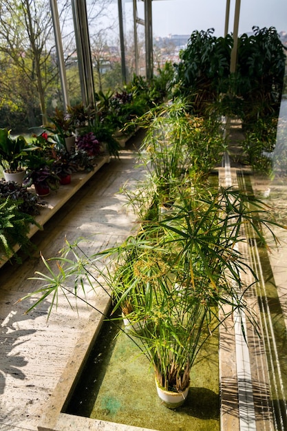 Varias plantas verdes en el jardín de invierno atrio moderno soleado día de primavera fondo de cielo azul claro