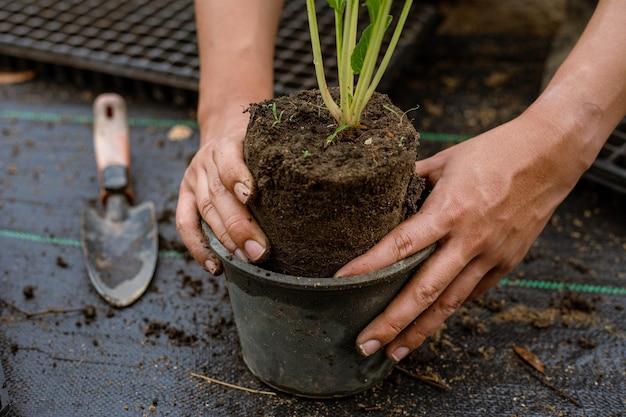 várias plantas verdes replantadas em vasos maiores para permitir que as plantas cresçam maiores