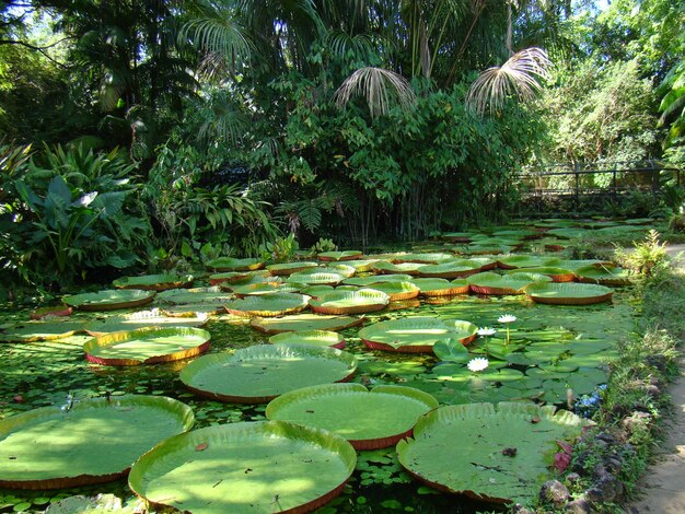 Várias plantas Victoria amazonica em um pequeno lago na região amazônica do Brasil