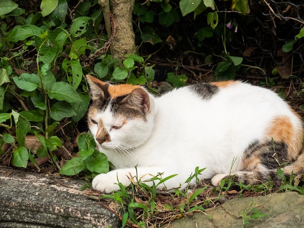 Várias poses dos gatos de Hou Tong