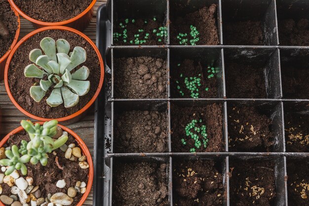 Várias suculentas em pequenos vasos em uma mesa de madeira