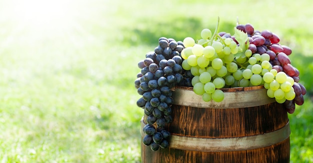 Varias uvas coloridas en barril de vino