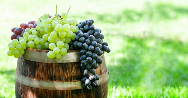 Varias uvas coloridas en barril de vino