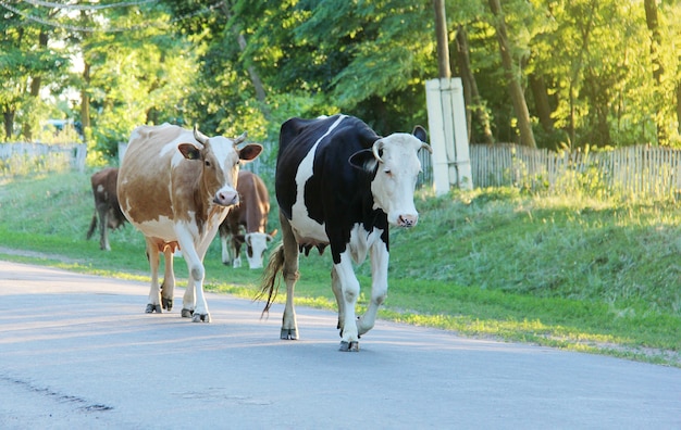 Várias vacas caminham lentamente ao longo da estrada em uma colina em uma aldeia ucraniana