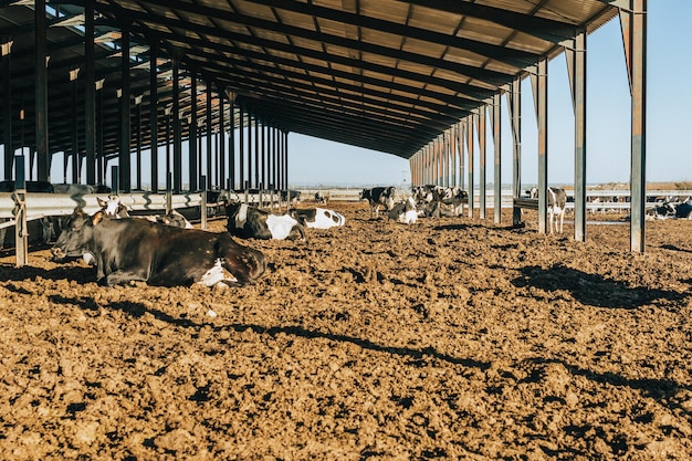 Varias vacas descansan al sol después de haber sido ordeñadas. animal