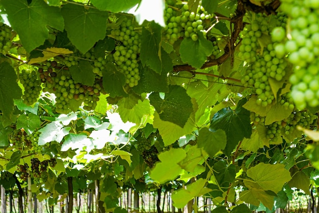 Varias variedades de uvas listas para ser cosechadas en los viñedos de la tierra de Santa Catarina Brasil