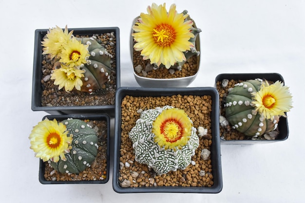 Una variedad de cactus en una maceta pequeña con una flor amarilla.