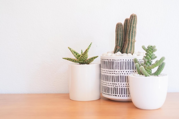 Variedad de cactus y suculentas sobre mesa de madera.