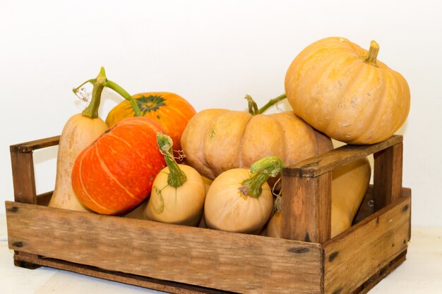 Foto variedad de calabaza fresca