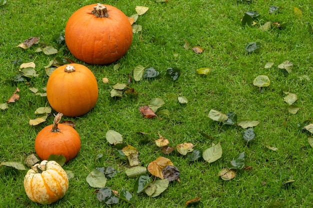 Variedad de calabazas de colores entre hojas de otoño sobre la hierba. Decoración del concepto de Helloween.